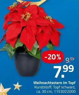 ROLLER Weihnachtsstern im topf Angebot