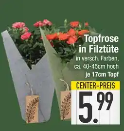 Edeka Topfrose in filztüte Angebot