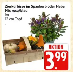 Marktkauf Zierkürbisse im spankorb Angebot