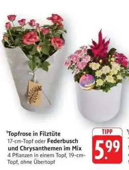 Edeka Topfrose in Filztüte oder Federbusch und Chrysanthemen im Mix Angebot