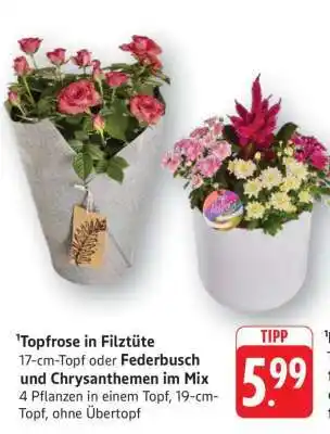 Edeka Topfrose in Filztüte oder Federbusch und Chrysanthemen im Mix Angebot