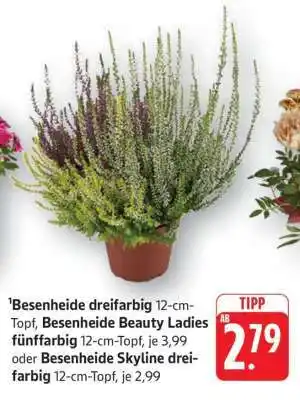 Edeka Besenheide dreifarbig Angebot