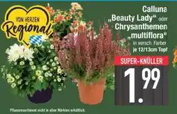 Edeka Calluna 'Beauty Lady' oder Chrysanthemen multiflora Angebot