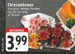 Edeka Chrysanthemen Angebot