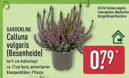 Aldi Nord GARDENLINE Calluna vulgaris (Besenheide) Angebot
