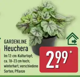 Aldi Nord GARDENLINE Heuchera Angebot