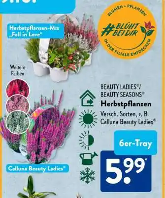 Aldi Süd Herbstpflanzen-Mix 'Fall in Love' Angebot