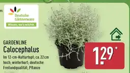 Aldi Nord GARDENLINE Calocephalus Angebot