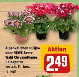 REWE Alpenveilchen Dijx oder REWE Beste Wahl Chrysantheme Elegant Angebot