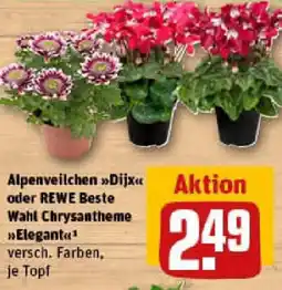 REWE Alpenveilchen Dijx oder REWE Beste Wahl Chrysantheme Elegant Angebot