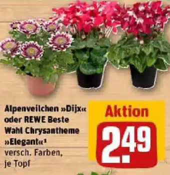 REWE Alpenveilchen Dijx oder REWE Beste Wahl Chrysantheme Elegant Angebot