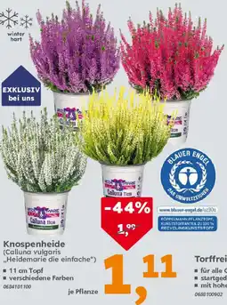 Globus Baumarkt Knospenheide (Calluna vulgaris ,,Heidemarie die einfache") Angebot