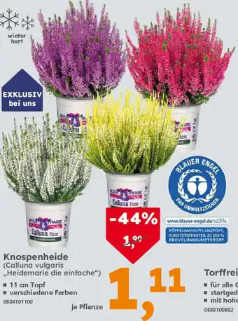 Globus Baumarkt Knospenheide (Calluna vulgaris ,,Heidemarie die einfache") Angebot