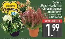 E-Center Calluna „Beauty Lady" oder Chrysanthemen multiflora" Angebot