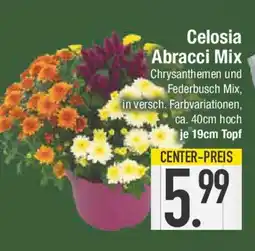 E-Center Celosia Abracci Mix Angebot