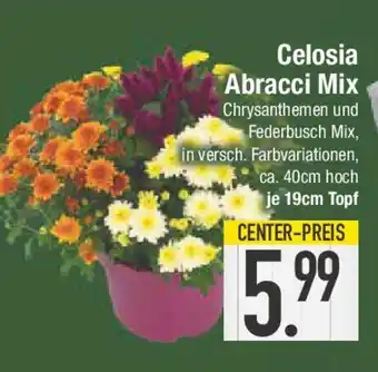 E-Center Celosia Abracci Mix Angebot