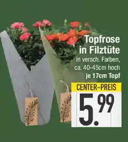 E-Center Topfrose in Filztüte Angebot