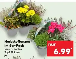 Kaufland Herbstpflanzen im 6er-Pack Angebot
