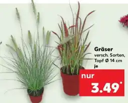 Kaufland Gräser Angebot