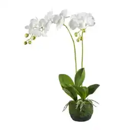 XXXLutz Kunstpflanze Orchidee Angebot