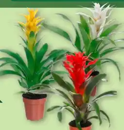 Aldi Nord Gardenline Guzmanie Angebot