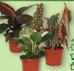Aldi Nord Gardenline Premium Grünpflanze Angebot