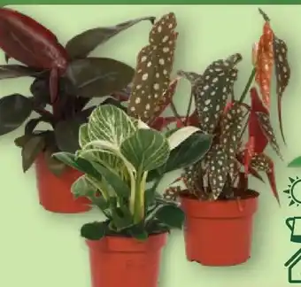 Aldi Nord Gardenline Premium Grünpflanze Angebot