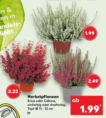 Kaufland Herbstpflanzen Angebot
