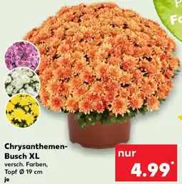 Kaufland Chrysanthemen Busch XL Angebot
