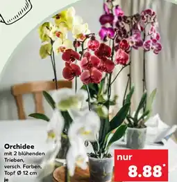 Kaufland Orchidee Angebot