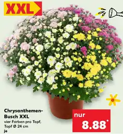 Kaufland Chrysanthemen Busch XXL Angebot
