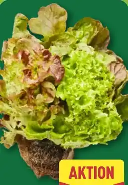 Aldi Nord Salate mit Wurzelballen Angebot