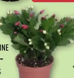 Aldi Nord Gardenline Herbstkaktus Angebot