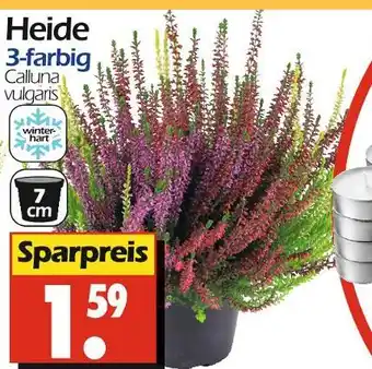 Wreesmann Heide Angebot