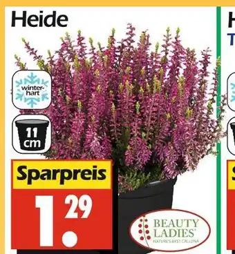 Wreesmann Beauty ladies heide Angebot