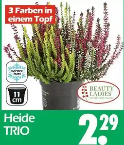 Wreesmann Beauty ladies heide trio Angebot