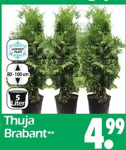 Wreesmann Thuja brabant Angebot
