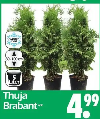 Wreesmann Thuja brabant Angebot