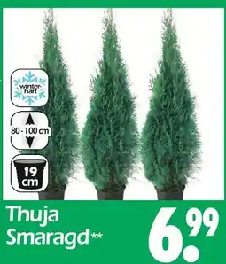 Wreesmann Thuja smaragd Angebot