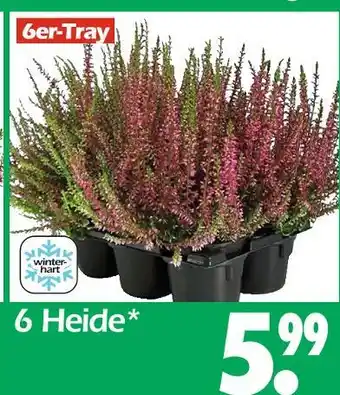 Wreesmann 6 heide Angebot