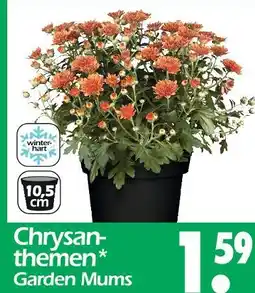 Wreesmann Chrysanthemen garden mums Angebot