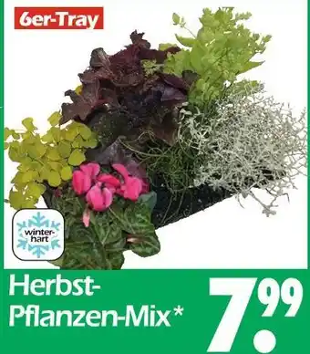 Wreesmann Herbst-pflanzen-mix Angebot