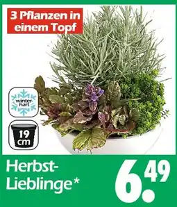Wreesmann Herbst-lieblinge Angebot