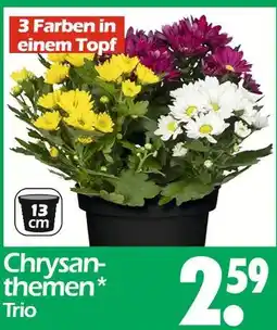 Wreesmann Chrysanthemen trio Angebot