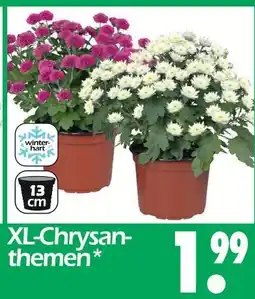 Wreesmann Xl-chrysanthemen Angebot
