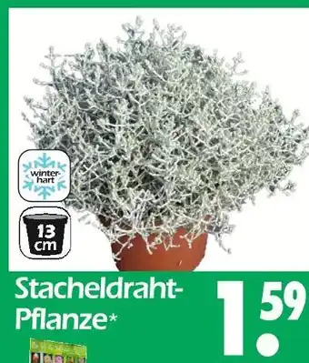 Wreesmann Stacheldraht-pflanze Angebot