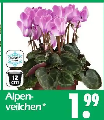 Wreesmann Alpenveilchen Angebot