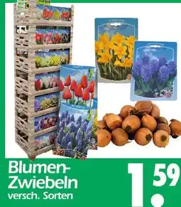 Wreesmann Blumen-zwiebeln Angebot