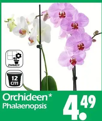 Wreesmann Orchideen phalaenopsis Angebot