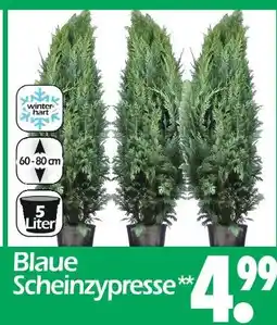 Wreesmann Blaue scheinzypresse Angebot